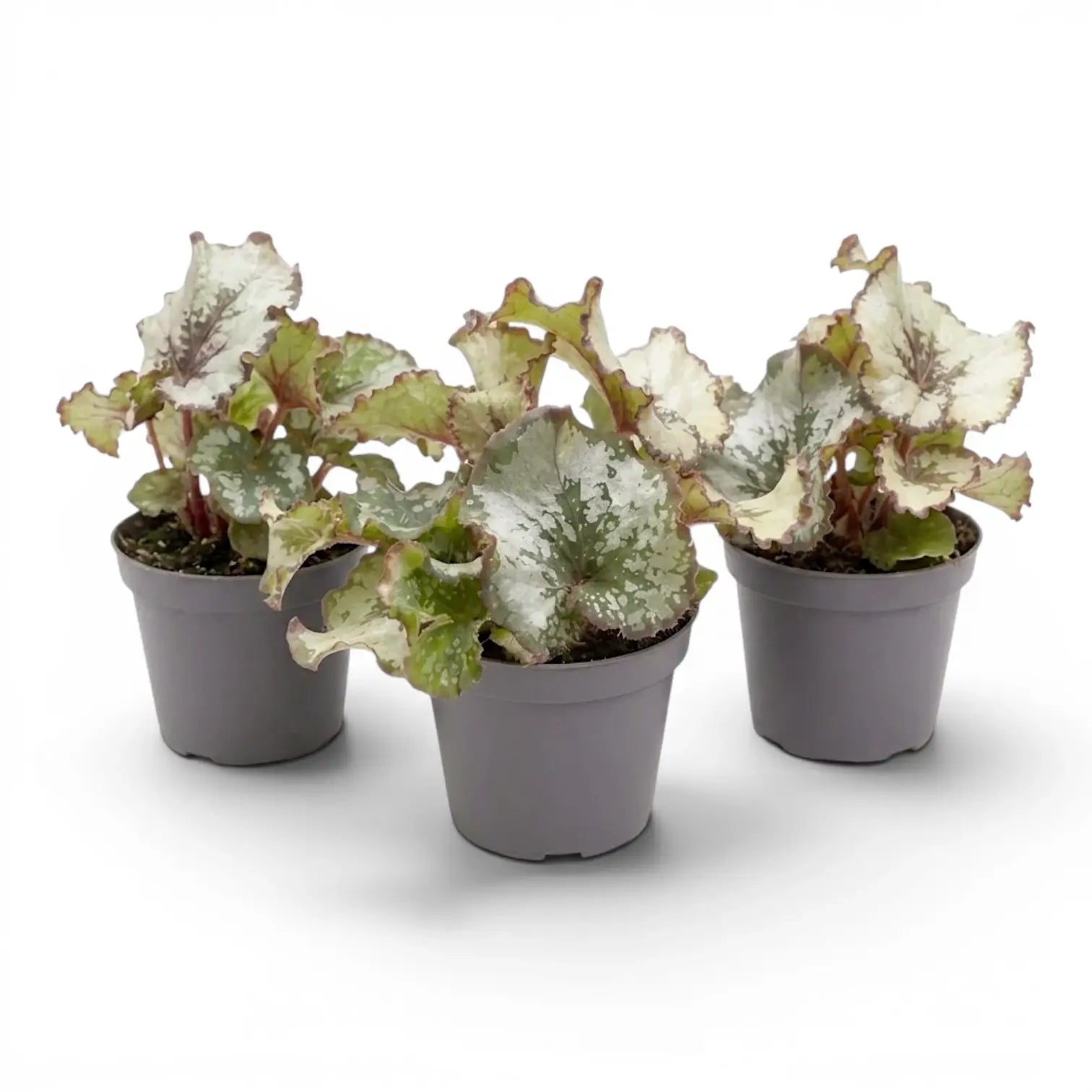Begonia rex Escargot baby plant with spiral-patterned leaves in a nursery pot.
