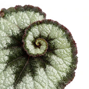 Begonia rex Escargot foliage close-up with spiral silver-green leaves.