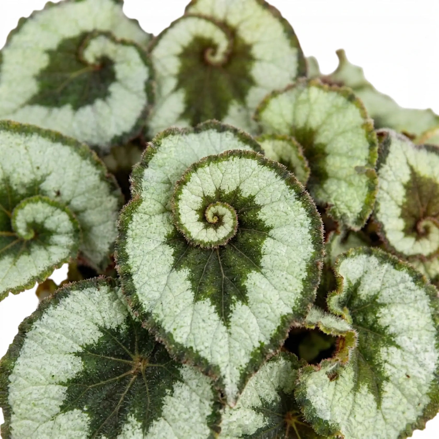 Begonia rex Escargot foliage close-up with spiral silver-green leaves.