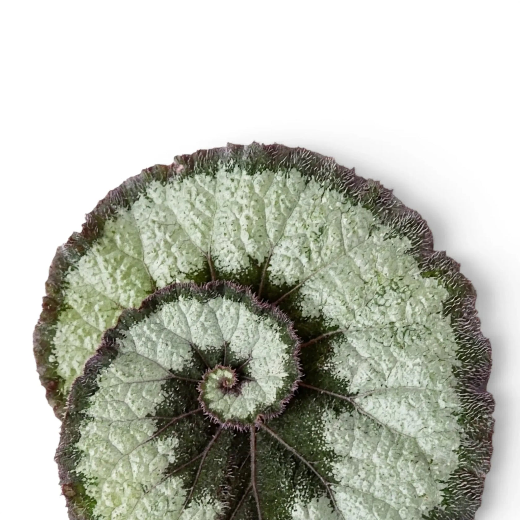 Begonia rex Escargot foliage close-up with spiral silver-green leaves.