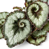 Begonia rex Escargot foliage close-up with spiral silver-green leaves.