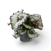 Begonia rex Escargot plant with spiral-patterned foliage in a nursery pot.
