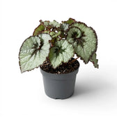 Begonia rex Escargot plant with spiral-patterned foliage in a nursery pot.