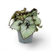 Begonia rex Escargot plant with spiral-patterned foliage in a nursery pot.