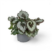 Begonia rex Escargot plant with spiral-patterned foliage in a nursery pot.