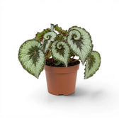 Begonia rex Escargot plant with spiral-patterned foliage in a nursery pot.