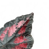 Begonia rex 'Etna' close-up of leaf on white background.