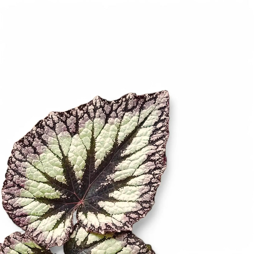Nahaufnahme eines Blatts von Begonia rex 'Fireworks' vor weißem Hintergrund.