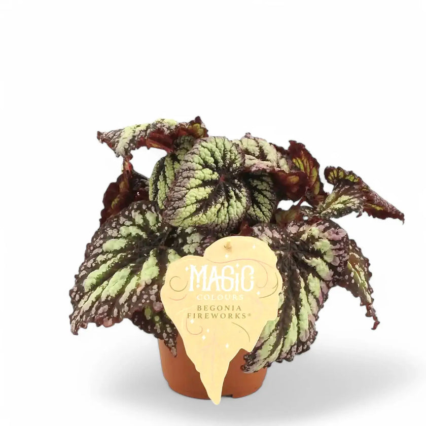 Begonia rex 'Fireworks' potted plant in nursery pot on white background.
