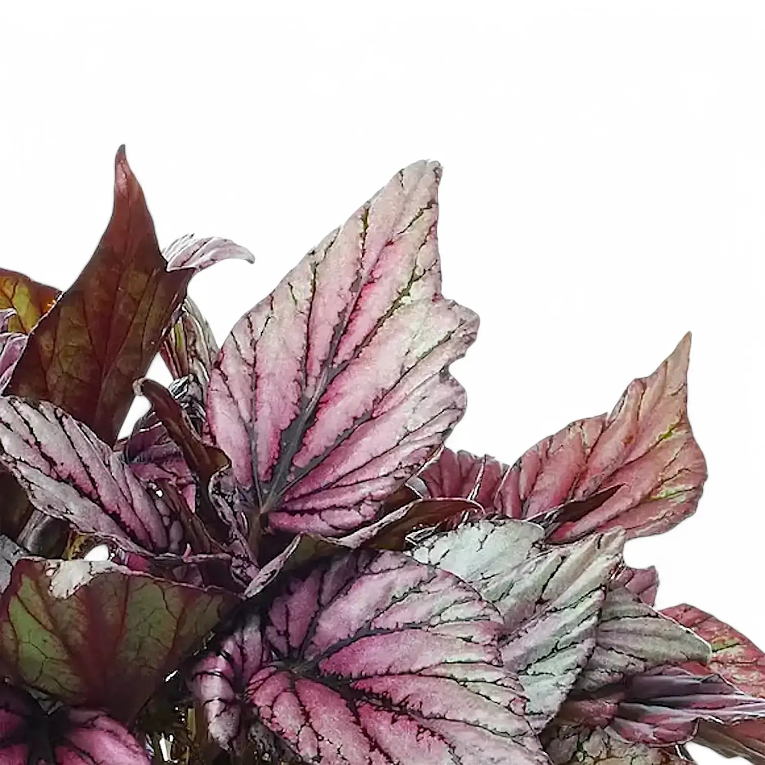 Nahaufnahme eines Blatts von Begonia rex 'Hugh Mclauchlan' vor weißem Hintergrund.