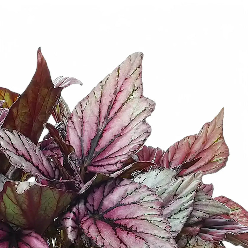 Begonia rex 'Hugh Mclauchlan' leaf detail on white background.