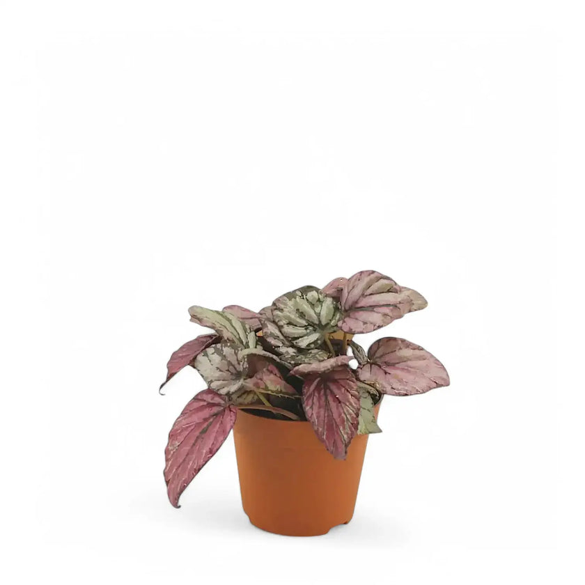 Begonia rex 'Hugh Mclauchlan' potted plant in nursery pot on white background.