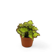 Begonia rex 'Jive' potted plant in nursery pot on white background.