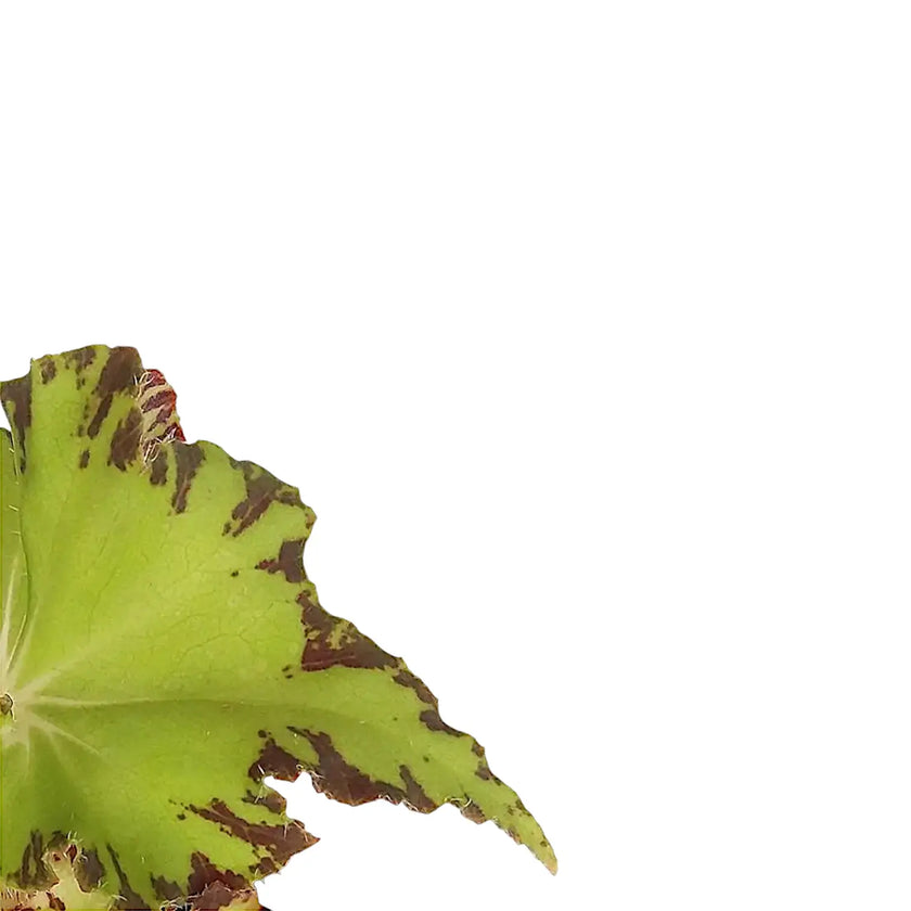 Begonia rex 'Jive' potted plant in nursery pot on white background.