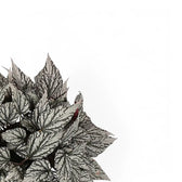 Begonia rex 'Jolly Silver' close-up of leaf on white background.