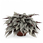 Begonia rex 'Jolly Silver' potted plant in nursery pot on white background.