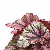 Begonia rex 'Lambada' leaf detail on white background.