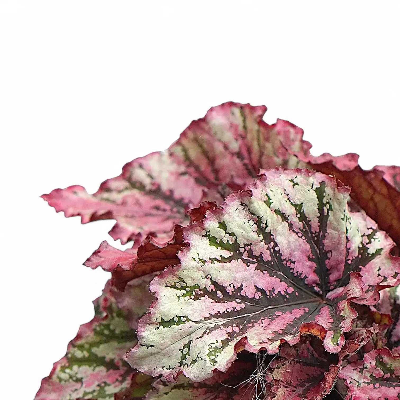 Begonia rex 'Lambada' leaf detail on white background.