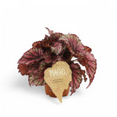 Begonia rex 'Lambada' potted plant in nursery pot on white background.
