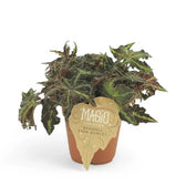 Begonia rex 'Lion Dance' potted plant in nursery pot on white background.