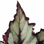 Begonia rex 'Magma' close-up of leaf on white background.