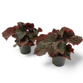 Begonia rex 'Midnight Magic' potted plant in nursery pot on white background.