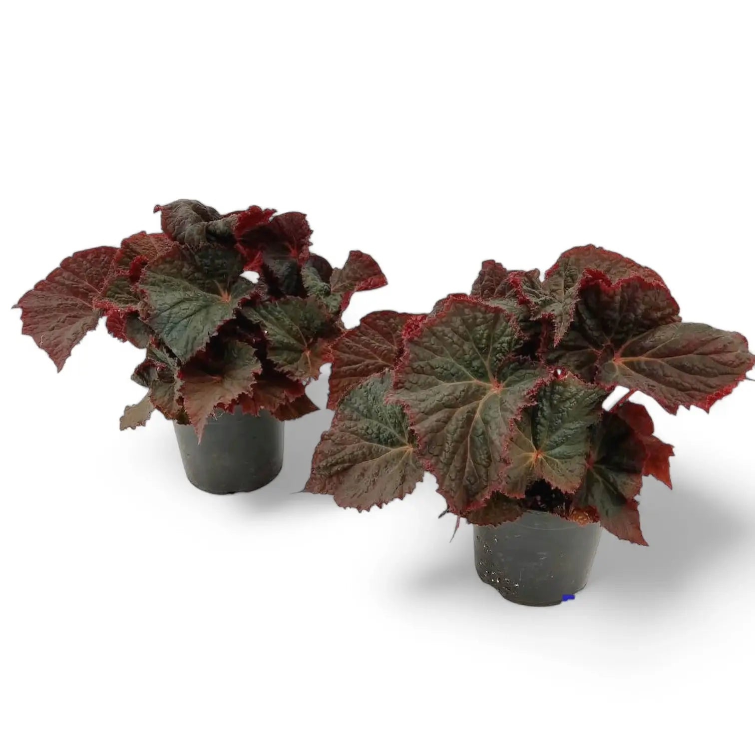 Begonia rex 'Midnight Magic' potted plant in nursery pot on white background.