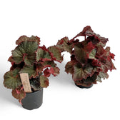 Begonia rex 'Midnight Magic' potted plant in nursery pot on white background.