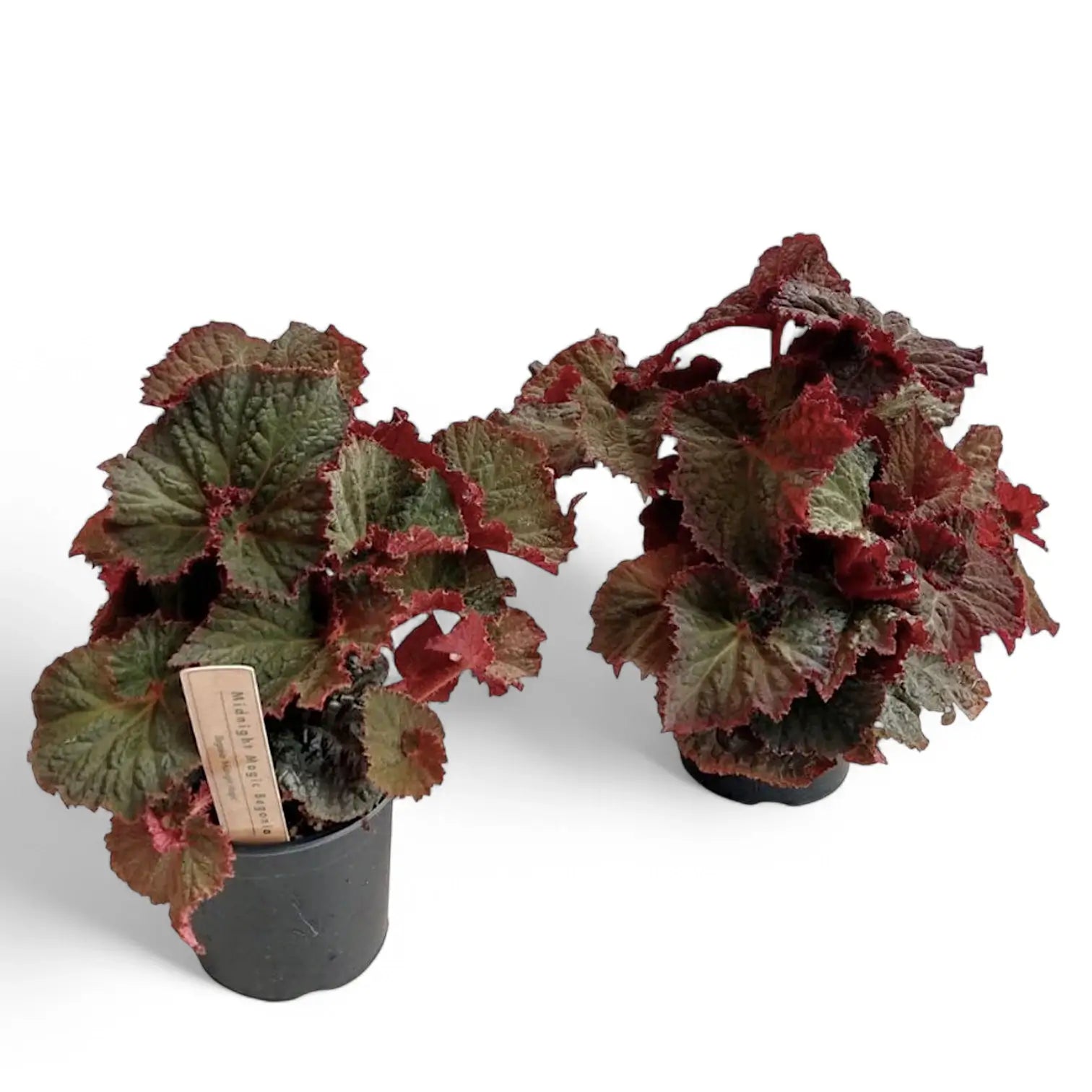 Begonia rex 'Midnight Magic' potted plant in nursery pot on white background.