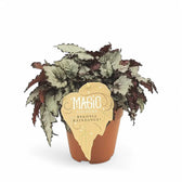 Begonia rex 'Raindance' potted plant in nursery pot on white background.