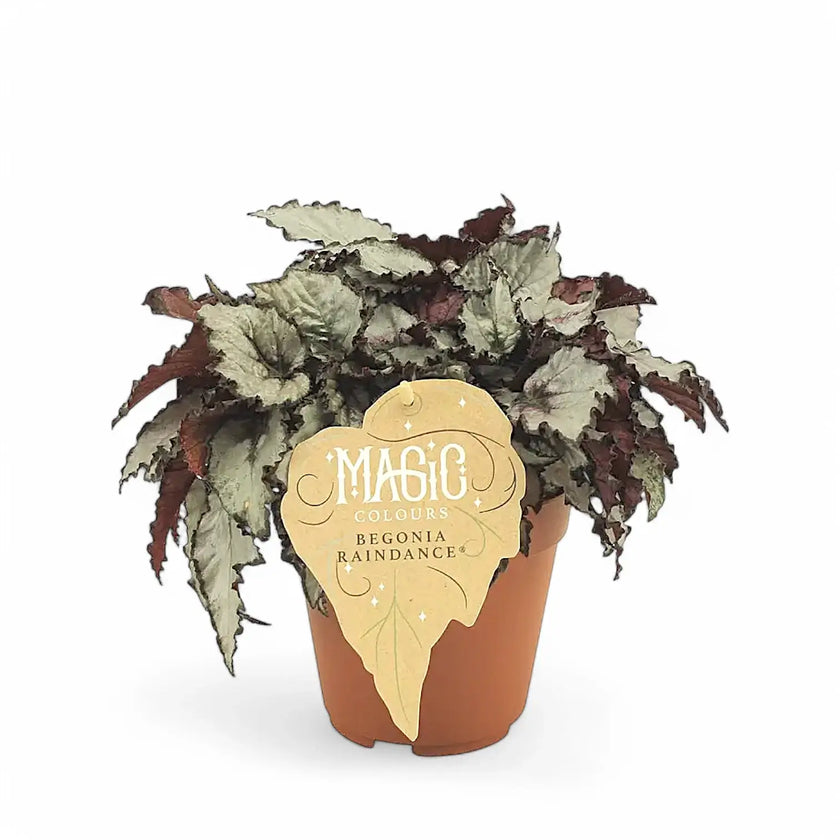 Begonia rex 'Raindance' potted plant in nursery pot on white background.