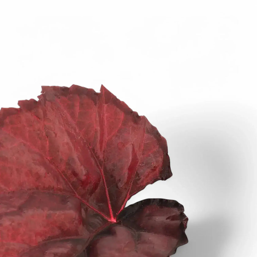 Begonia rex 'Red Heart' – Blattdetail vor weißem Hintergrund..