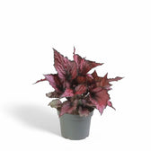 Begonia rex 'Red Heart' potted plant in nursery pot on white background.