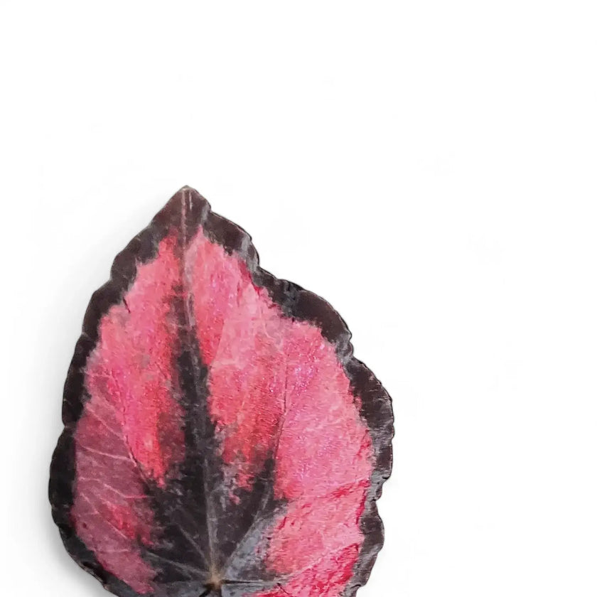 Begonia rex 'Red Kiss' leaf close-up on white background.