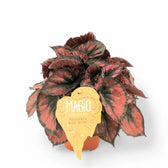 Begonia rex 'Red Kiss' potted plant in nursery pot on white background.