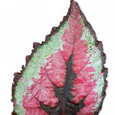 Begonia rex 'Red Tango' leaf detail on white background.