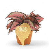 Begonia rex 'Red Tango' potted plant in nursery pot on white background.