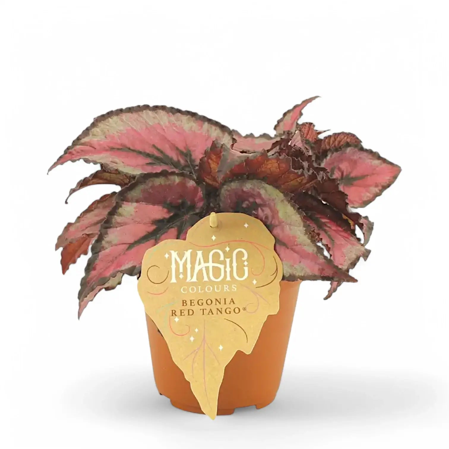 Begonia rex 'Red Tango' potted plant in nursery pot on white background.