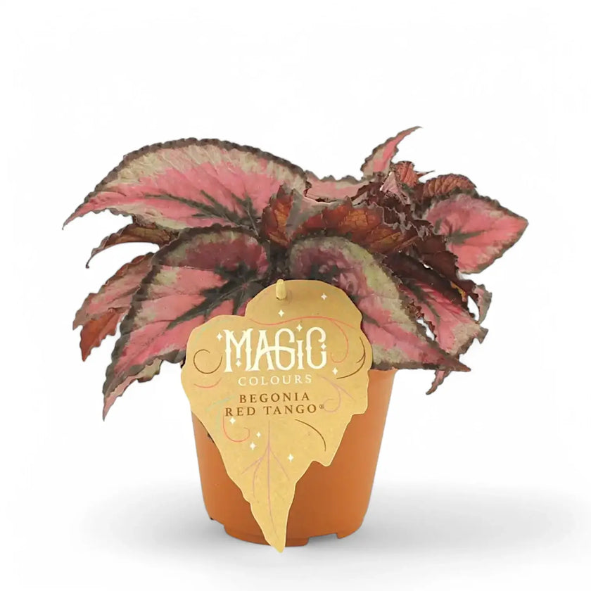 Begonia rex 'Red Tango' potted plant in nursery pot on white background.