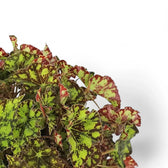 Begonia rex 'Rondeau' close-up of leaf on white background.