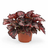 Begonia rex 'Rumba' potted plant in nursery pot on white background.