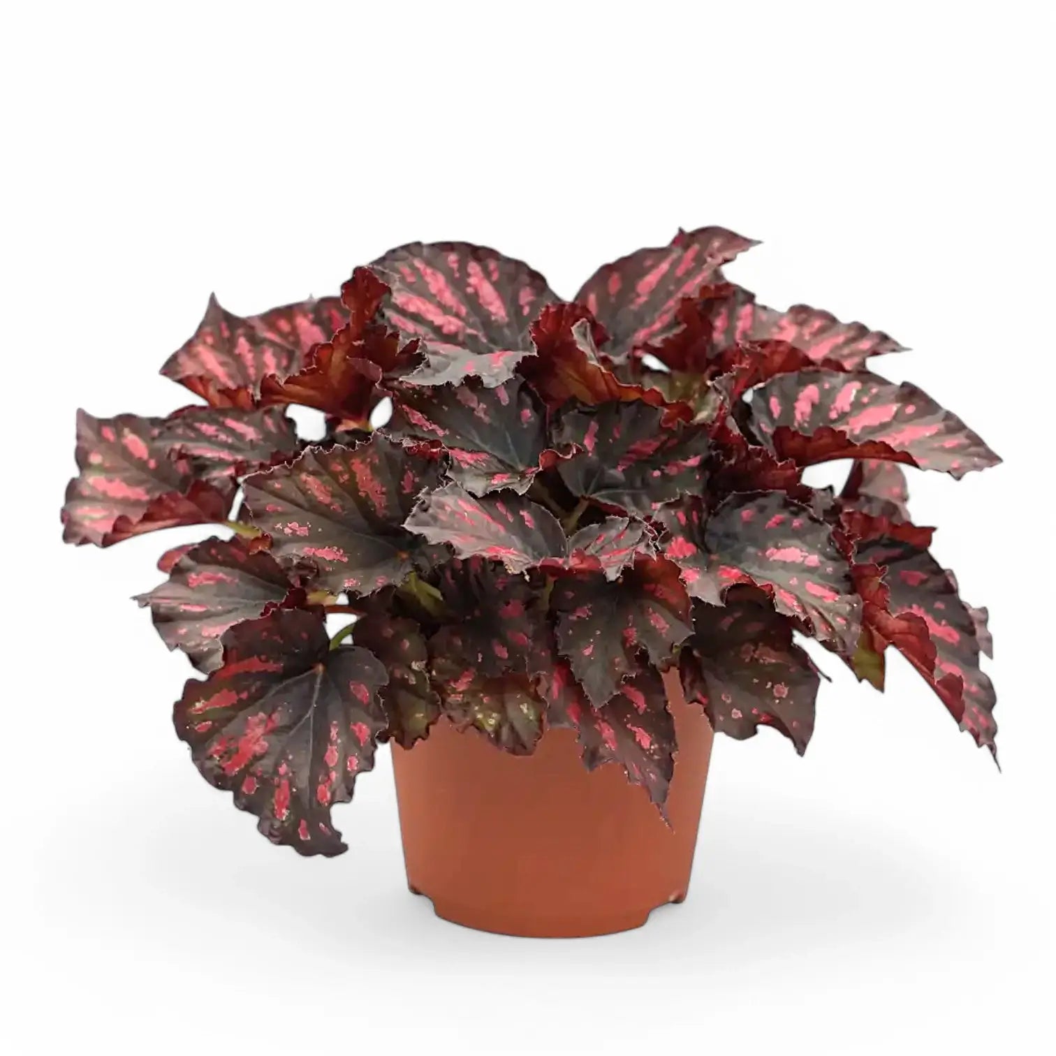 Begonia rex 'Rumba' potted plant in nursery pot on white background.