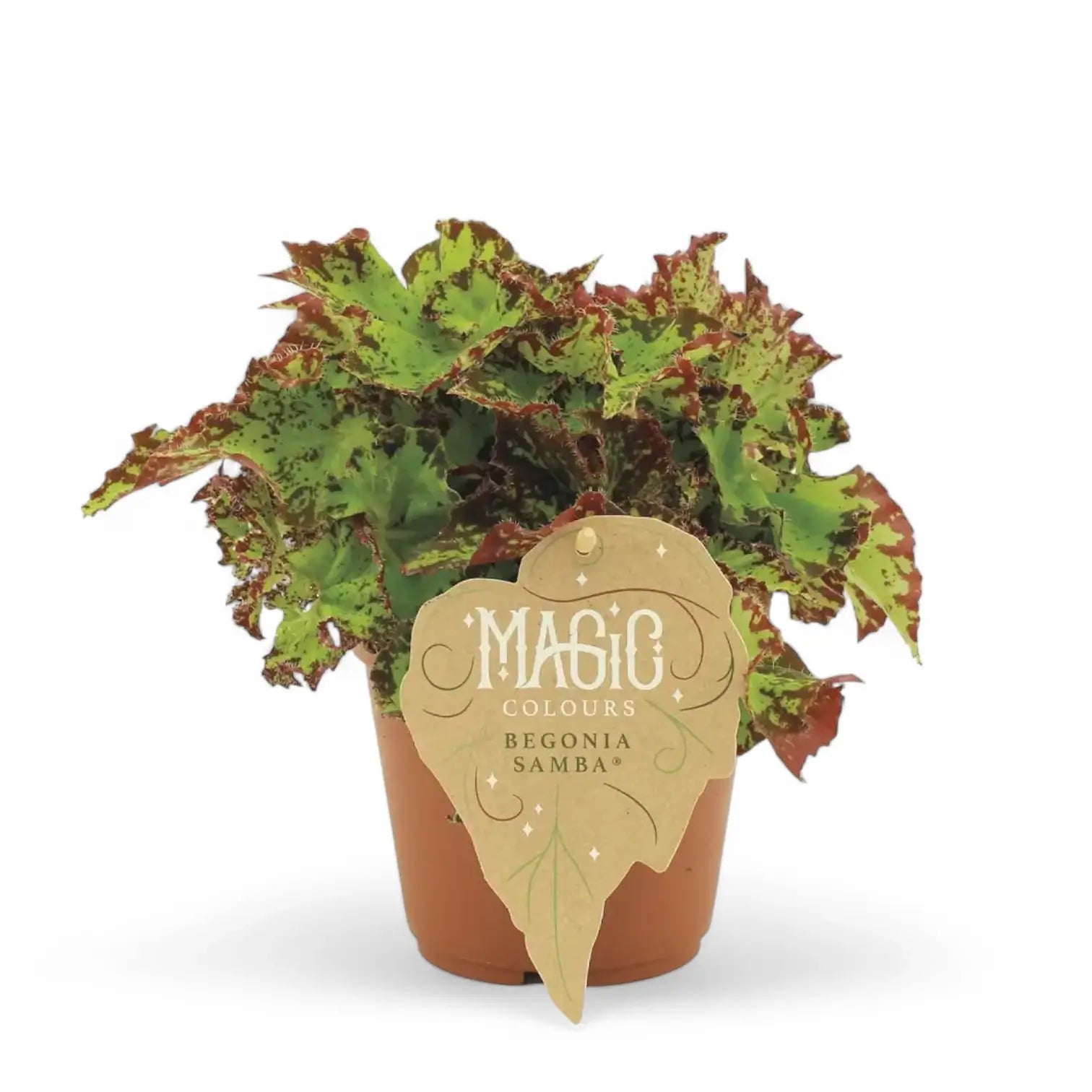 Begonia rex 'Samba' potted plant in nursery pot on white background.