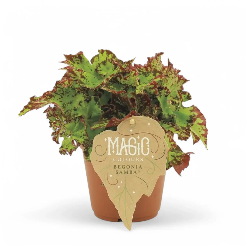 Begonia rex 'Samba' potted plant in nursery pot on white background.