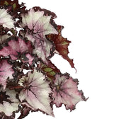 Begonia rex 'Sardanna' – Blattdetail vor weißem Hintergrund..