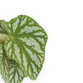 Begonia rex 'Tap Dance' leaf detail on white background.
