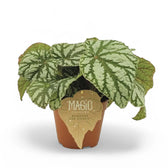 Begonia rex 'Tap Dance' potted plant in nursery pot on white background.