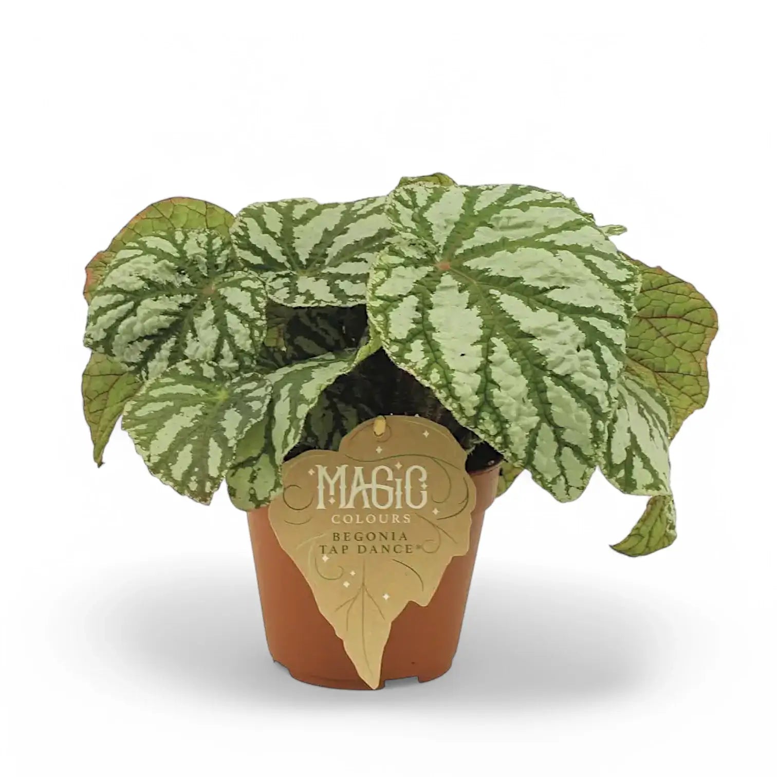 Begonia rex 'Tap Dance' potted plant in nursery pot on white background.