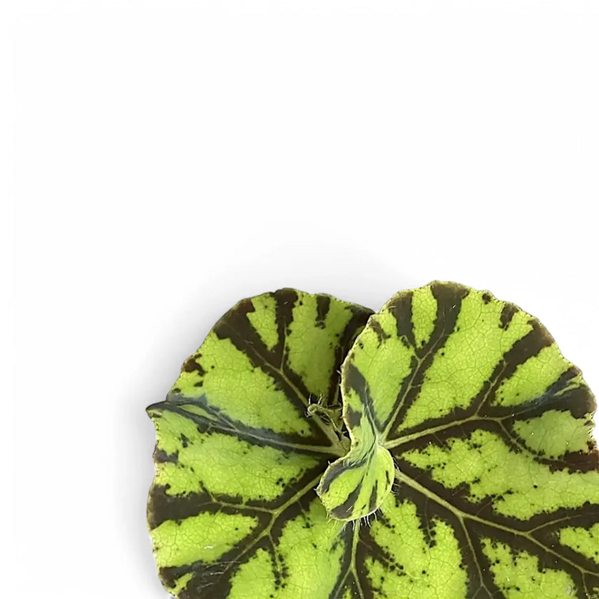 Begonia rex 'Zumba' – Blattdetail vor weißem Hintergrund..