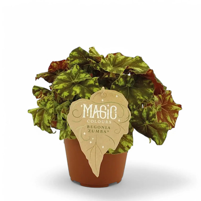 Begonia rex 'Zumba' potted plant in nursery pot on white background.